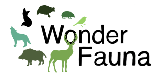 Logo Wonder Fauna